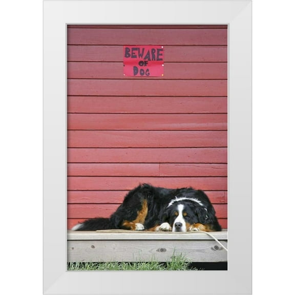 Lord, Fred 11x14 White Modern Wood Framed Museum Art Print Titled - CO, Breckenridge Bernese mountain dog sleeps