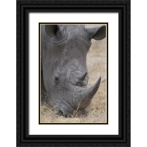 Lord, Fred 13x18 Black Ornate Wood Framed with Double Matting Museum Art Print Titled - Africa, South Africa Close-up of rhino head