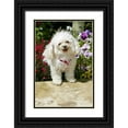 thumbnail image 1 of Lord, Fred 13x18 Black Ornate Wood Framed with Double Matting Museum Art Print Titled - CO, Summit Co, A teacup poodle in a flower bed, 1 of 4