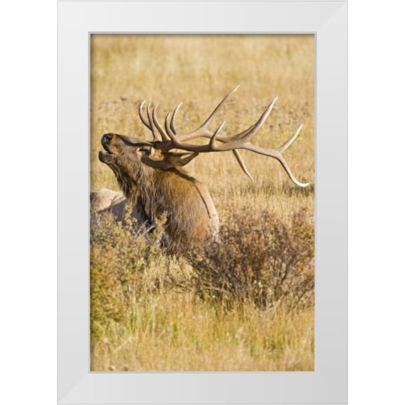 Lord, Fred 13x18 White Modern Wood Framed Museum Art Print Titled - CO, Rocky Mts Bull elk rests in grassy field