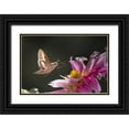 thumbnail image 1 of Lord, Fred 14x11 Black Ornate Wood Framed with Double Matting Museum Art Print Titled - CO, White-lined sphinx moth tongue for feeding, 1 of 4