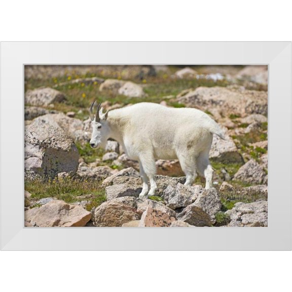 Lord, Fred 14x11 White Modern Wood Framed Museum Art Print Titled - CO, Mt Evans Mountain goat standing on rocks