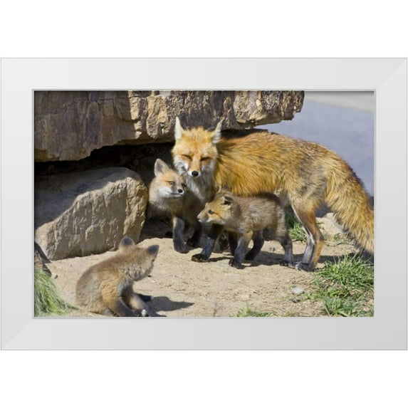 Lord, Fred 14x11 White Modern Wood Framed Museum Art Print Titled - Colorado, Breckenridge Red fox mother with kits