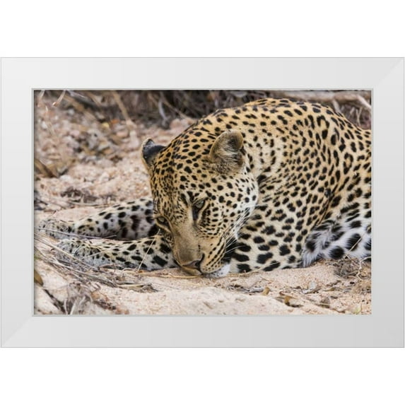 Lord, Fred 14x11 White Modern Wood Framed Museum Art Print Titled - South Ngala Private Game Reserve Young leopard