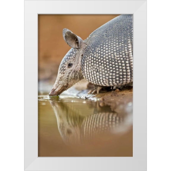 Lord, Fred 17x24 White Modern Wood Framed Museum Art Print Titled - Texas Nine-banded armadillo drinking