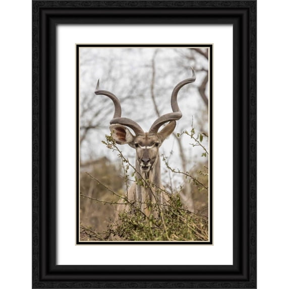 Lord, Fred 23x32 Black Ornate Wood Framed with Double Matting Museum Art Print Titled - Africa, South Africa Adult greater kudu