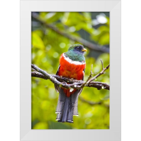 Lord, Fred 23x32 White Modern Wood Framed Museum Art Print Titled - Costa Rica, Rio Savegre Male collared trogon