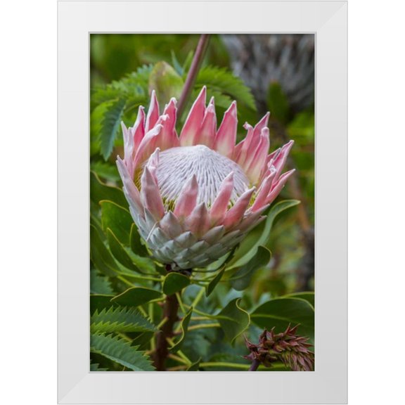 Lord, Fred 23x32 White Modern Wood Framed Museum Art Print Titled - South Cape Town King protea flower