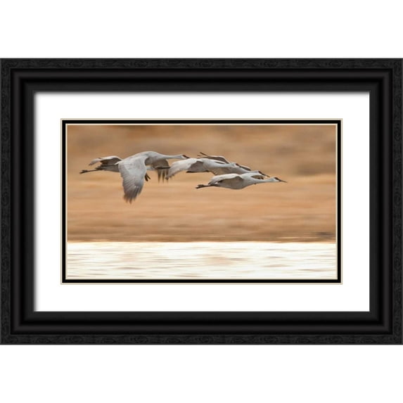 Lord, Fred 24x15 Black Ornate Wood Framed with Double Matting Museum Art Print Titled - New Mexico Group of sandhill geese flying