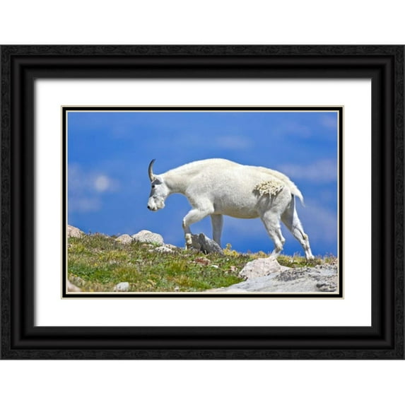 Lord, Fred 24x17 Black Ornate Wood Framed with Double Matting Museum Art Print Titled - CO, Mount Evans Mountain goat walking on ridge