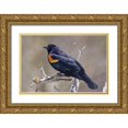 thumbnail image 1 of Lord, Fred 24x17 Gold Ornate Wood Framed with Double Matting Museum Art Print Titled - CO, Frisco Portrait of male red-winged blackbird, 1 of 4
