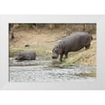 thumbnail image 1 of Lord, Fred 24x17 White Modern Wood Framed Museum Art Print Titled - South Africa Adult and juvenile hippopotamus, 1 of 4