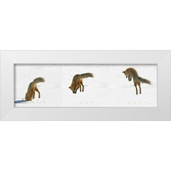 Lord, Fred 32x12 White Modern Wood Framed Museum Art Print Titled - CO, Frisco, Giberson Bay Red fox hunting