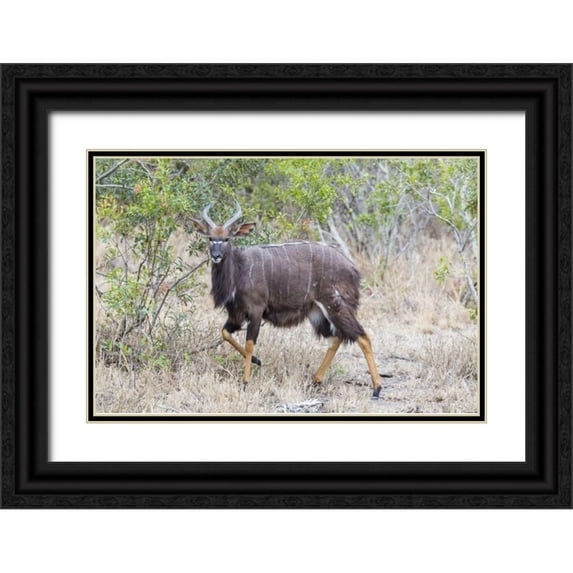 Lord, Fred 32x23 Black Ornate Wood Framed with Double Matting Museum Art Print Titled - Africa, South Africa Greater kudu antelope