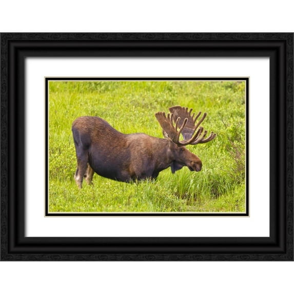 Lord, Fred 32x23 Black Ornate Wood Framed with Double Matting Museum Art Print Titled - CO, Cameron Pass Bull moose with velvet antlers