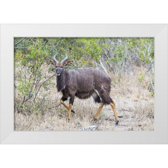 Lord, Fred 32x23 White Modern Wood Framed Museum Art Print Titled - Africa, South Africa Greater kudu antelope