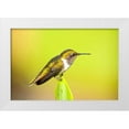 thumbnail image 1 of Lord, Fred 32x23 White Modern Wood Framed Museum Art Print Titled - Costa Rica, Rio Savegre Scintillant hummingbird, 1 of 4
