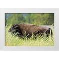 thumbnail image 1 of Lord, Fred 32x23 White Modern Wood Framed Museum Art Print Titled - SD, Custer SP Adult buffalo in grassy field, 1 of 4