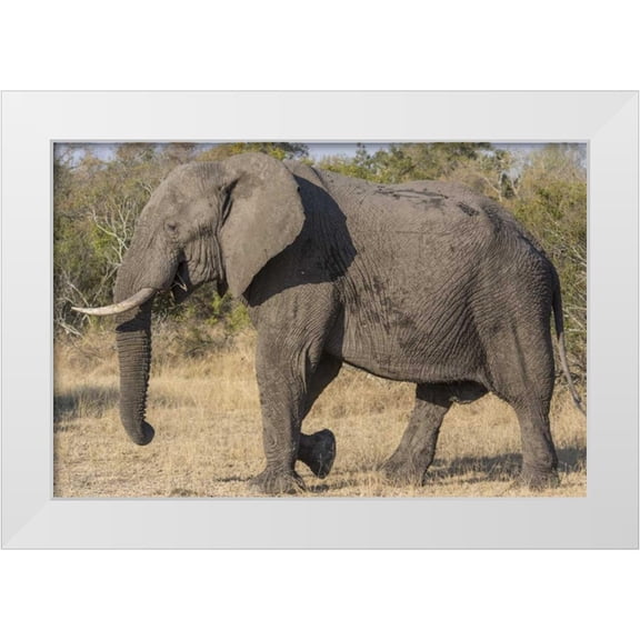 Lord, Fred 32x23 White Modern Wood Framed Museum Art Print Titled - South Africa, Side view of male elephant