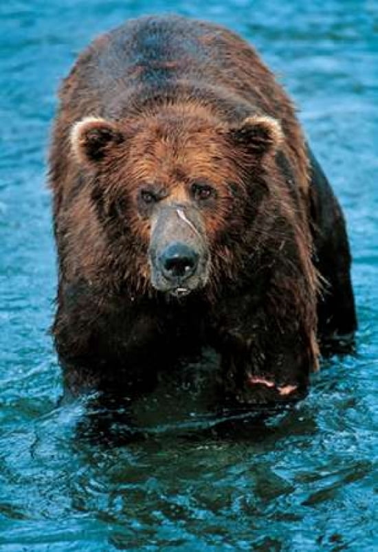 Lord Grizz Canvas Art - Gary Crandall (12 x 18)