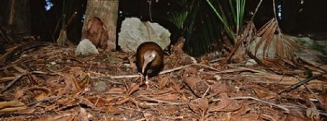 Lord Howe Woodhen Bird Standing Under The Tree Lord Howe Island Australia Canvas Art - Panoramic Images (15 x 6)