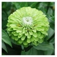 Lorelia Zinnia Seeds Tequila Lime, NonGMO Seeds for Planting, 1