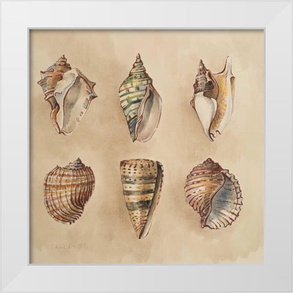 Loreth, Lanie 15x15 White Modern Wood Framed Museum Art Print Titled - Seashells II