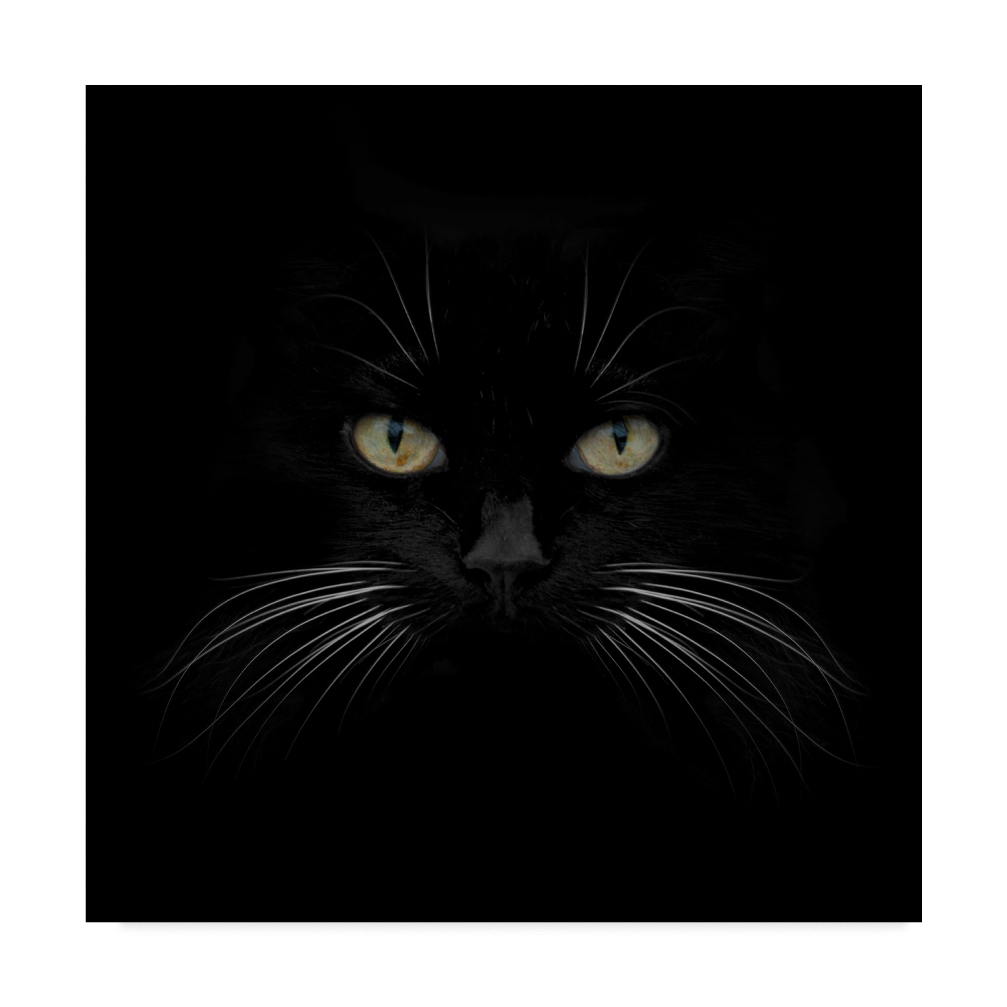 Black Cat Centered Framed Canvas Print 35" x 35"