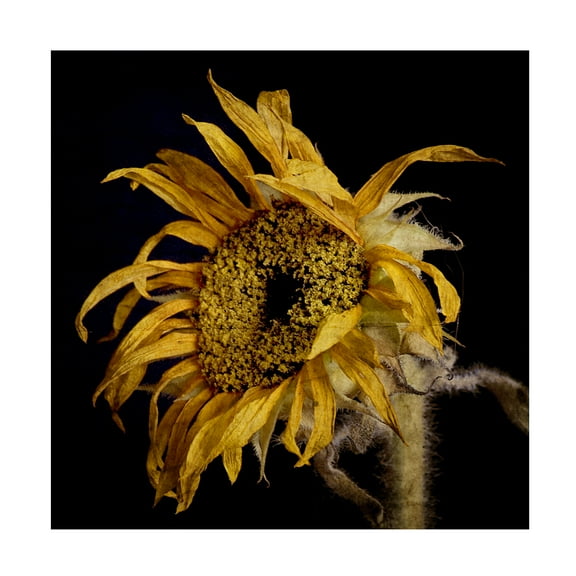 Lori Hutchison 'Dried Sunflower 2' Canvas Art