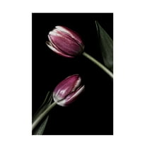 Lori Hutchison 'Two Tulips' Canvas Art