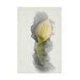 thumbnail image 1 of Lori Hutchison 'Yellow Calla Lily' Canvas Art, 1 of 3
