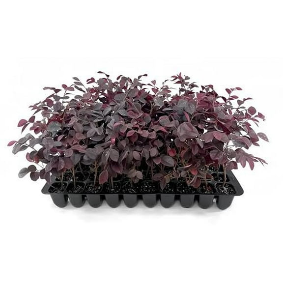 Loropetalum Carolina Midnight 3 Live Plants Loropetalum Chinense Purple Foliage Shrub Ornamental Landscape Bush Fast Growing Plants