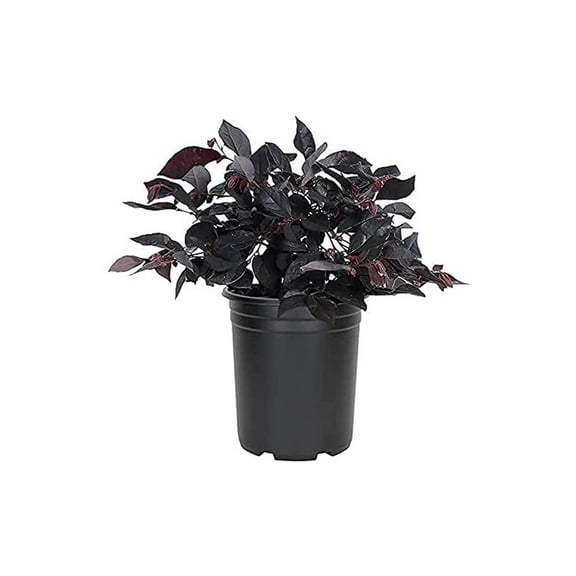 Loropetalum Carolina Midnight 3 Live Quart Size Plants Chinensis Rubrum Colorful Blooming Hedge Shrub Tree
