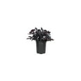 thumbnail image 1 of Loropetalum Carolina Midnight  5 Live Quart Size Plants  Chinensis Rubrum  Colorful Blooming Hedge Shrub Tree, 1 of 8