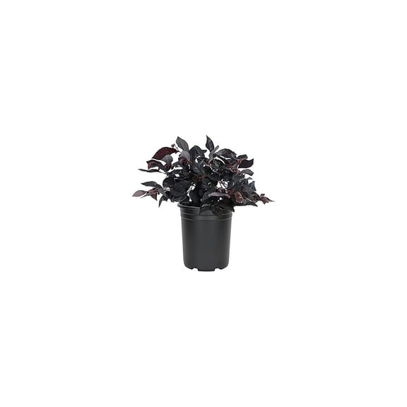 Loropetalum Carolina Midnight 5 Live Quart Size Plants Chinensis Rubrum Colorful Blooming Hedge Shrub Tree