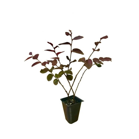 Loropetalum Chinese Fringe Flower Plum Delight - 40 Live Flowering Plants