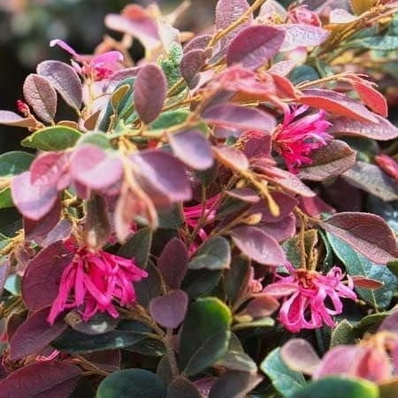 Loropetalum Daruma Compact Ruby I 3 Live Plants I Chinese Fringe Flower I Vibrant Red Foliage and Pink Flowers, Low-Maintenance, Compact Shrub for Borders and Containers