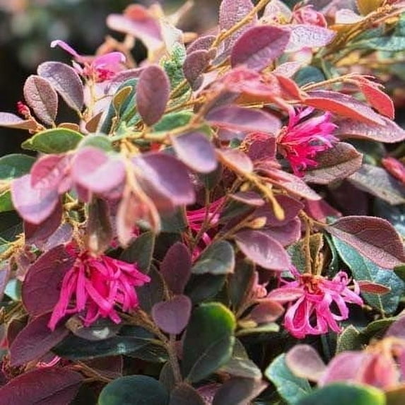 Loropetalum Daruma Compact Ruby I 3 Live Plants I Chinese Fringe Flower I Vibrant Red Foliage and Pink Flowers, Low-Maintenance, Compact Shrub for Borders and Containers