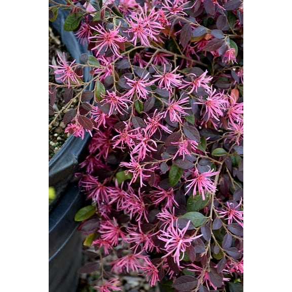 Loropetalum Daruma Dwarf Ruby 3 Extra Large 3 Gallon Plants Loropetalum Chinense Vibrant Foliage Easy Care