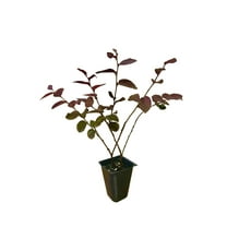 Loropetalum Plum Delight 10 Live Plants Loropetalum chinense VAR. rubrum Evergreen Shrub for Landscaping Purple Foliage Accent Plants for Gardens
