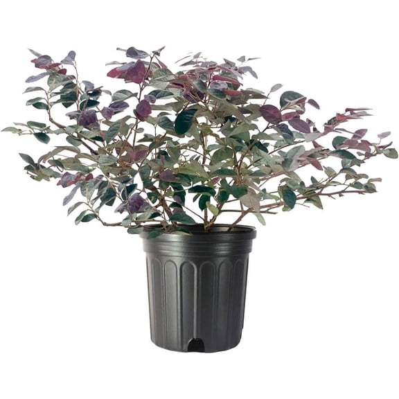 Loropetalum Plum Delight  3 Large Gallon Size Plants  Chinese Fringe Flower  Evergreen Flowering Shrub
