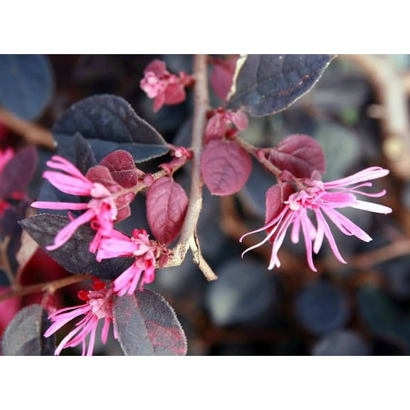 Loropetalum Plum Delight I 1 Live Quart Size Plant I Chinese Fringe Flower I Eye-Catching Plum-Colored Foliage and Vibrant Pink Blooms, Perfect for Hedges and Decorative Plantings