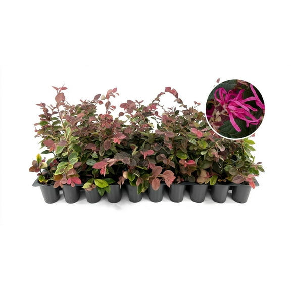 Loropetalum Razzleberry | 20 Live Plants | Loropetalum Chinense | Evergreen Shrub | Vibrant Pink Flowers | Fast Growing | Low Maintenance | Ornamental Bush | Outdoor Landscaping