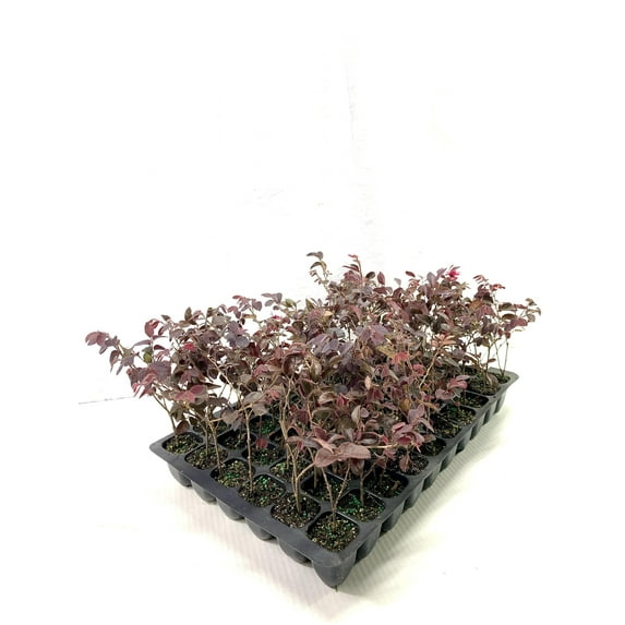 Loropetalum Red Chocolate I 20 Live Plants I Chinese Fringe Flower I Deep Burgundy Foliage with Pink Flower Accents - Low-Maintenance, Drought-Resistant Shrub