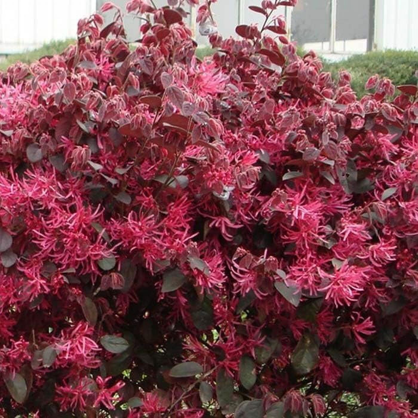 Loropetalum Red Chocolate I 3 Live Plants I Chinese Fringe Flower I Deep Burgundy Foliage with