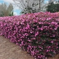 thumbnail image 1 of Loropetalum Ruby  1 Extra Large 3 Gallon Plant  Loropetalum Chinense 'Ruby'  Vibrant Garden Addition  Easy-Grow Foliage, 1 of 8