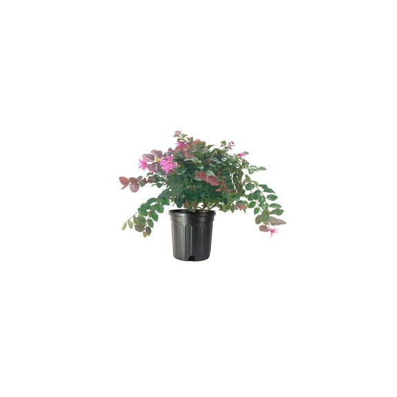 Loropetalum Ruby 2 Large Gallon Size Plants Chinese Fringe Flower Evergreen Flowering Shrub