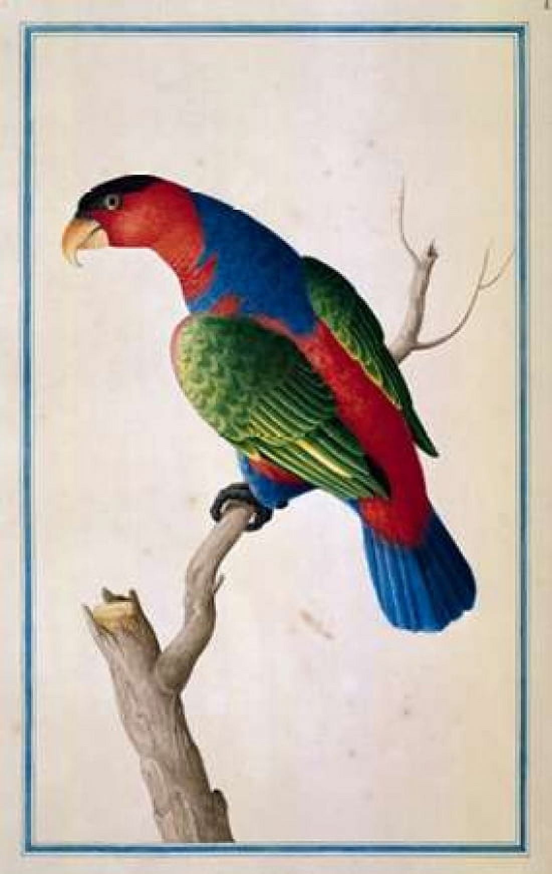 Lory Left facing Canvas Art - Pieter De Bevere (24 x 36)