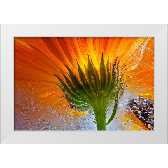 Losada, Secundino 14x11 White Modern Wood Framed Museum Art Print Titled - Frozen Marigold