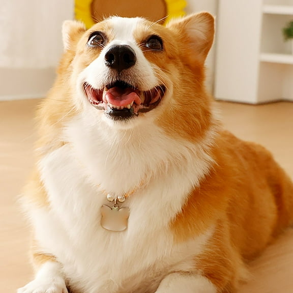 -Loss Locator for Identification Nameplates for Dogs and Cats Engraved Metal ID for Collars Lost Pet Recovery